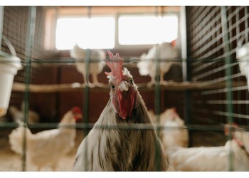 Como montar um galinheiro eficiente e seguro